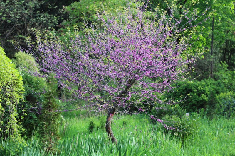 Ijevan Dendropark: A Natural Getaway in Beautiful Ijevan