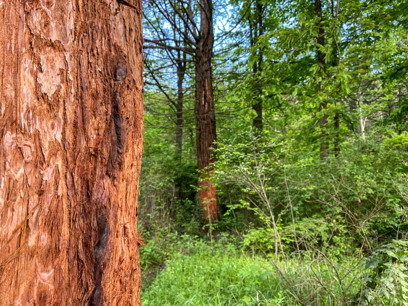 Ijevan Dendropark: A Must-Visit Arboretum in Ijevan