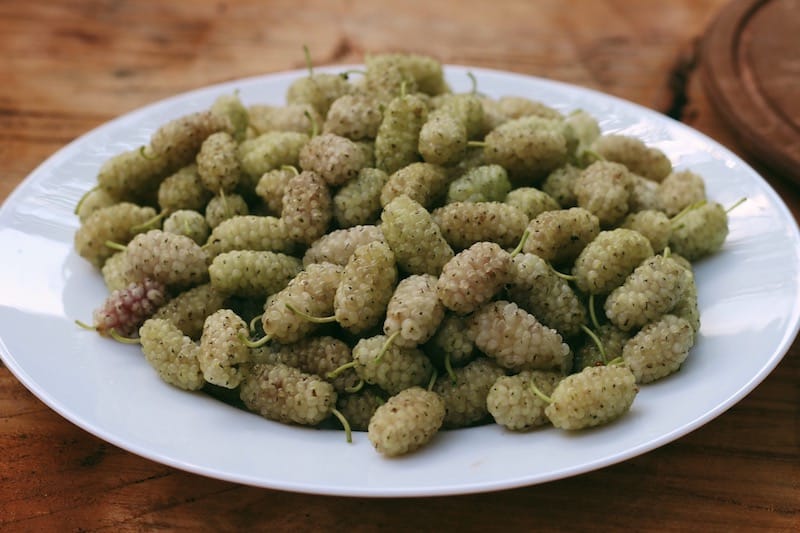 Sleeping Amongst the Mulberries at Ttenut Eco Camping