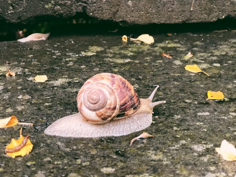 Hotel Mirhav snail in garden