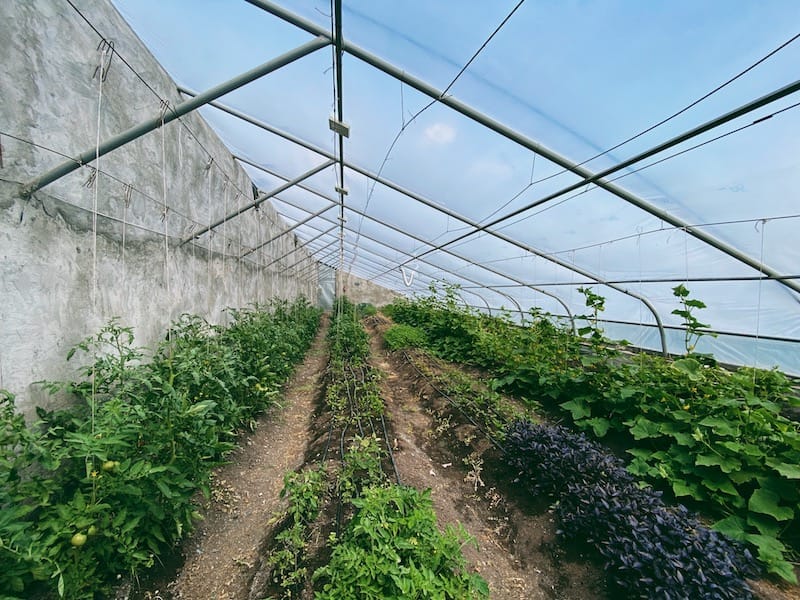 Greenhouse in Lake Arpi