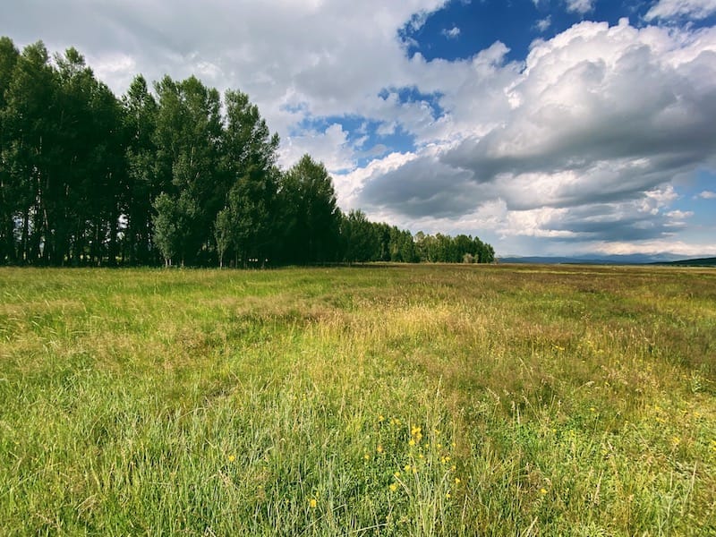 Pine forests in Lake Arpi National Park