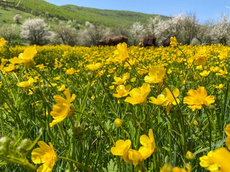 Armenia’s Unique Wildflowers