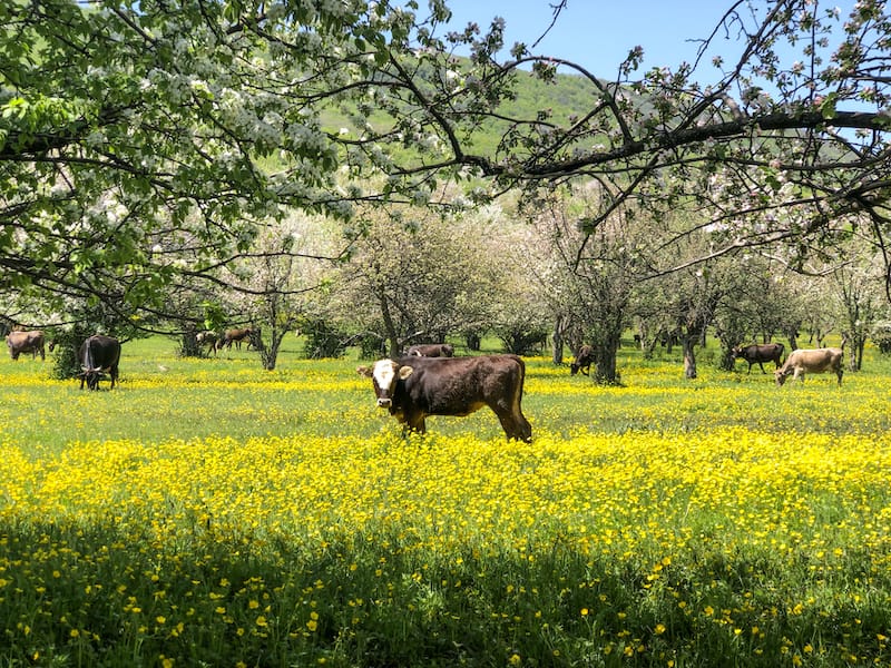 Things to do in Meghradzor Armenia-6