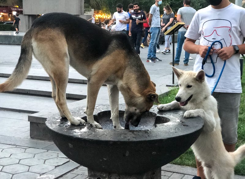 Pulpulak in Armenia