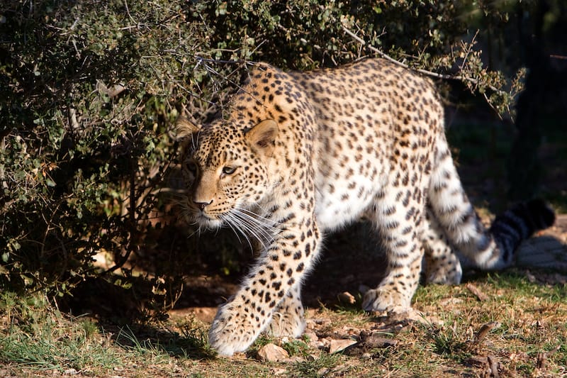 Persian leopard