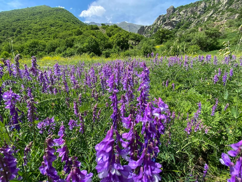 Arevik National Park in Armenia (Syunik)-12
