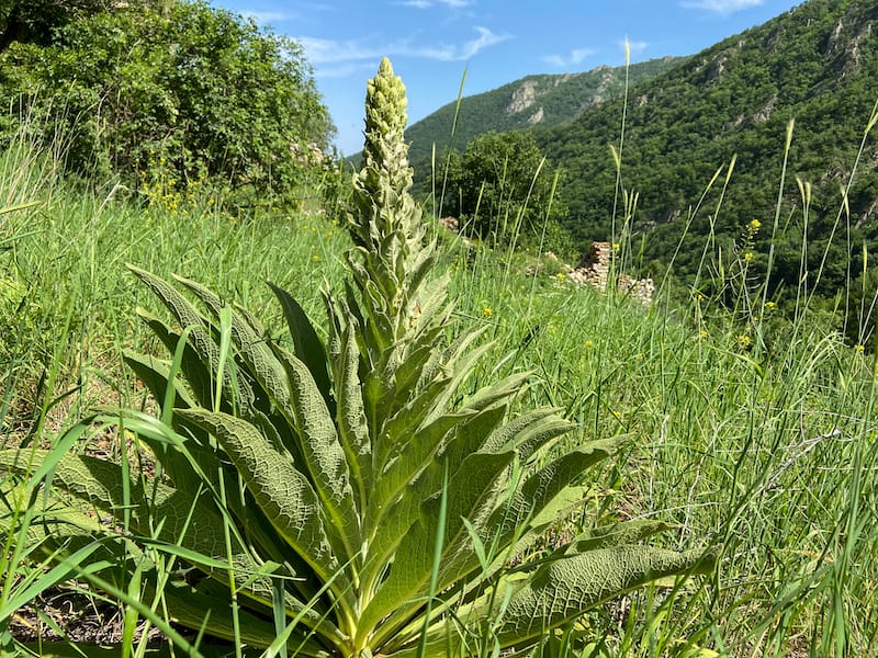 Arevik National Park in Armenia (Syunik)-12