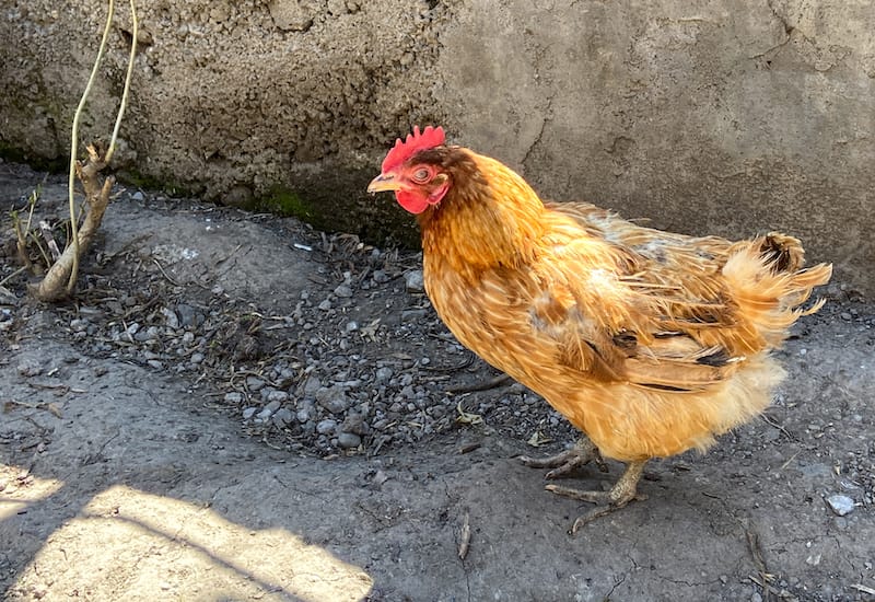 MVN Guesthouse in Goris