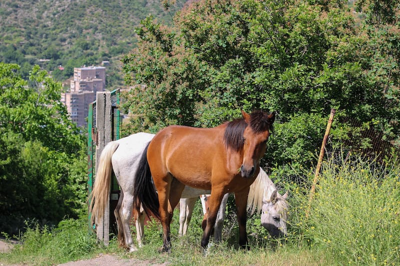 Bekh Hilltop Camping in Syunik-8