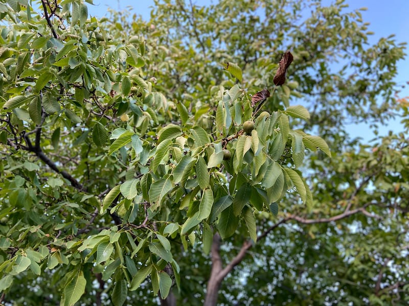 Under the Walnut Tree Guesthouse in Yeghegnadzor-16