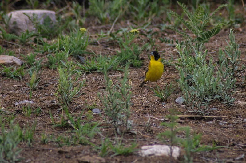 Birdwatching is popular in CWR