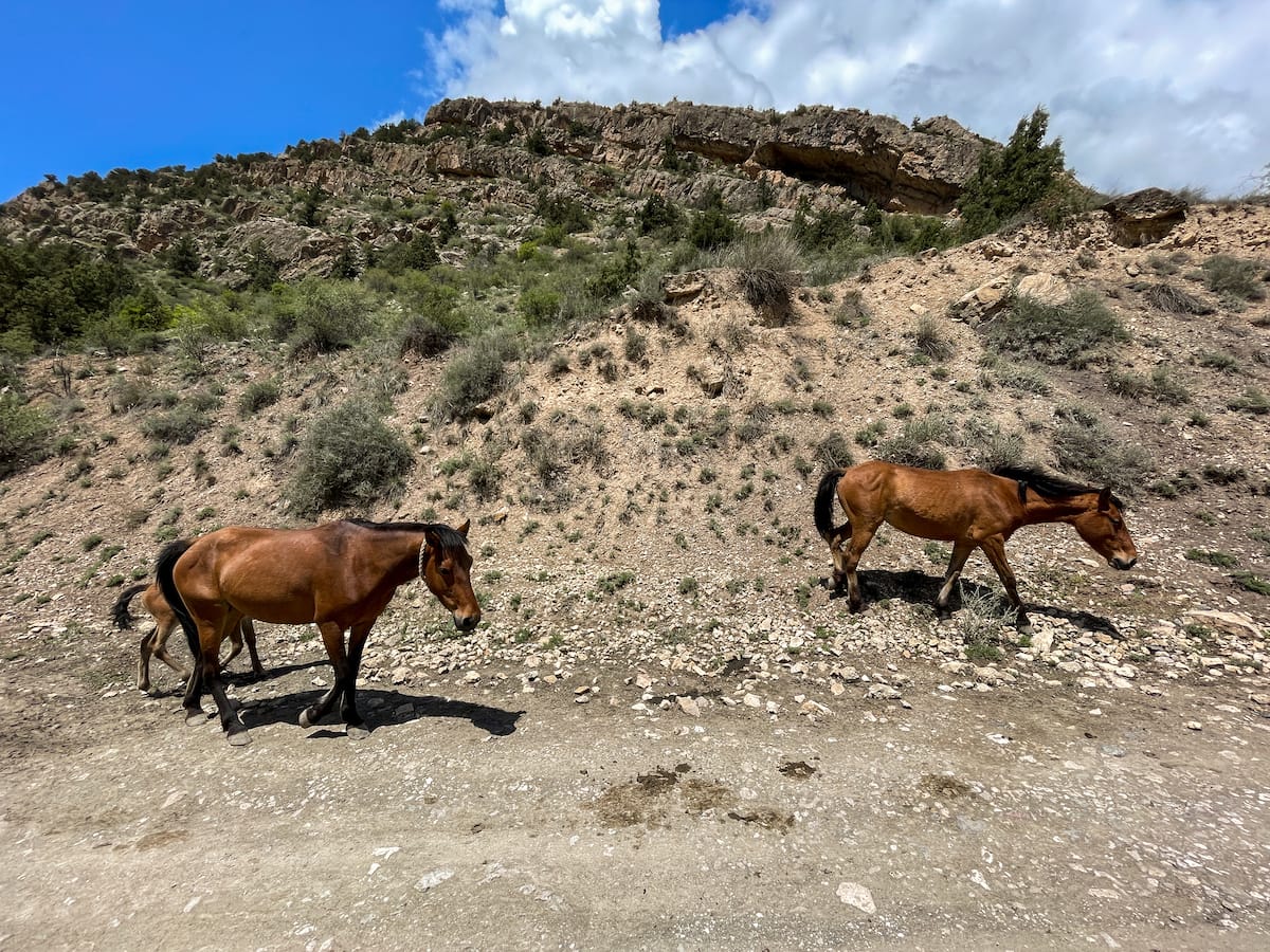 Visiting the Caucasian Wildlife Refuge