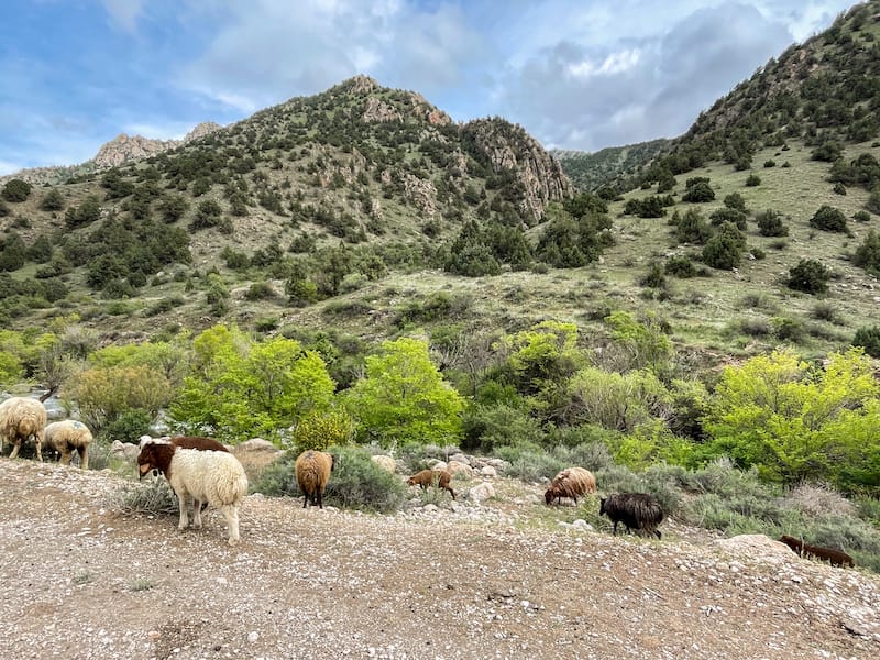 Visiting the Caucasian Wildlife Refuge