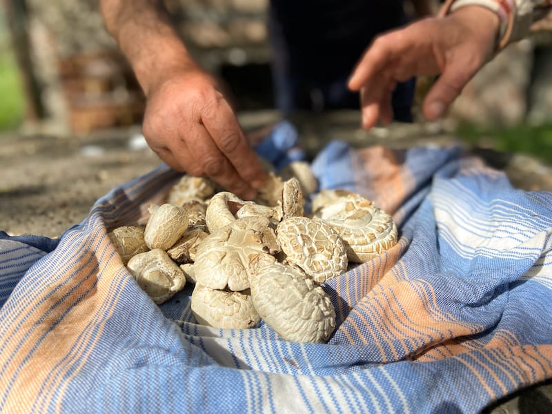 Mushroom foraging in Lori