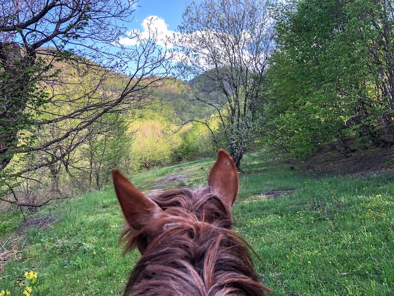 Horseback riding in summer