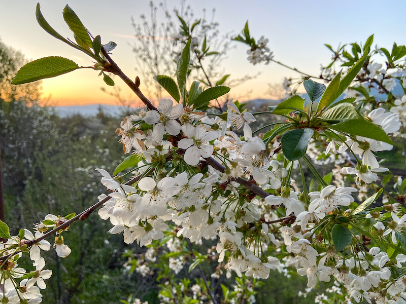 Springtime sunrises in Armenia are the best