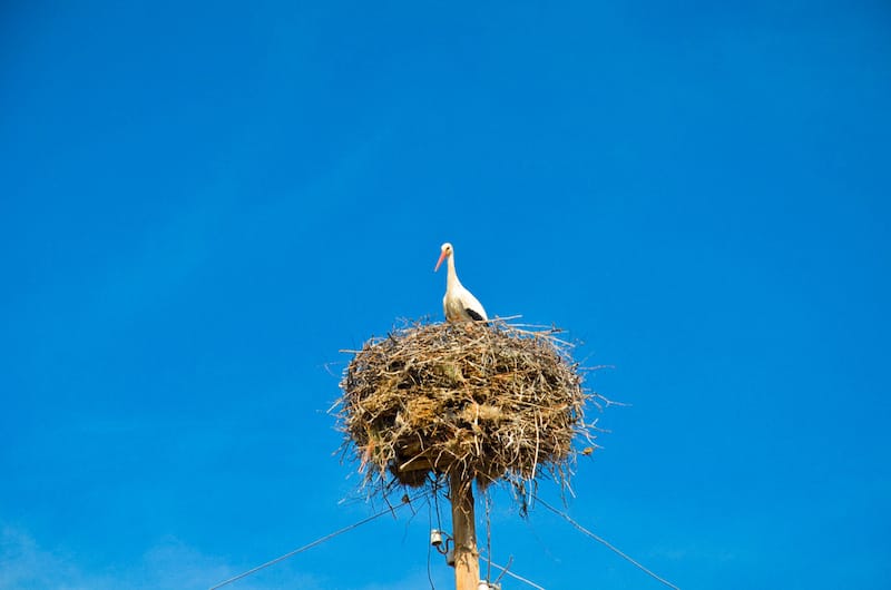 There are more than just storks in Armenia!