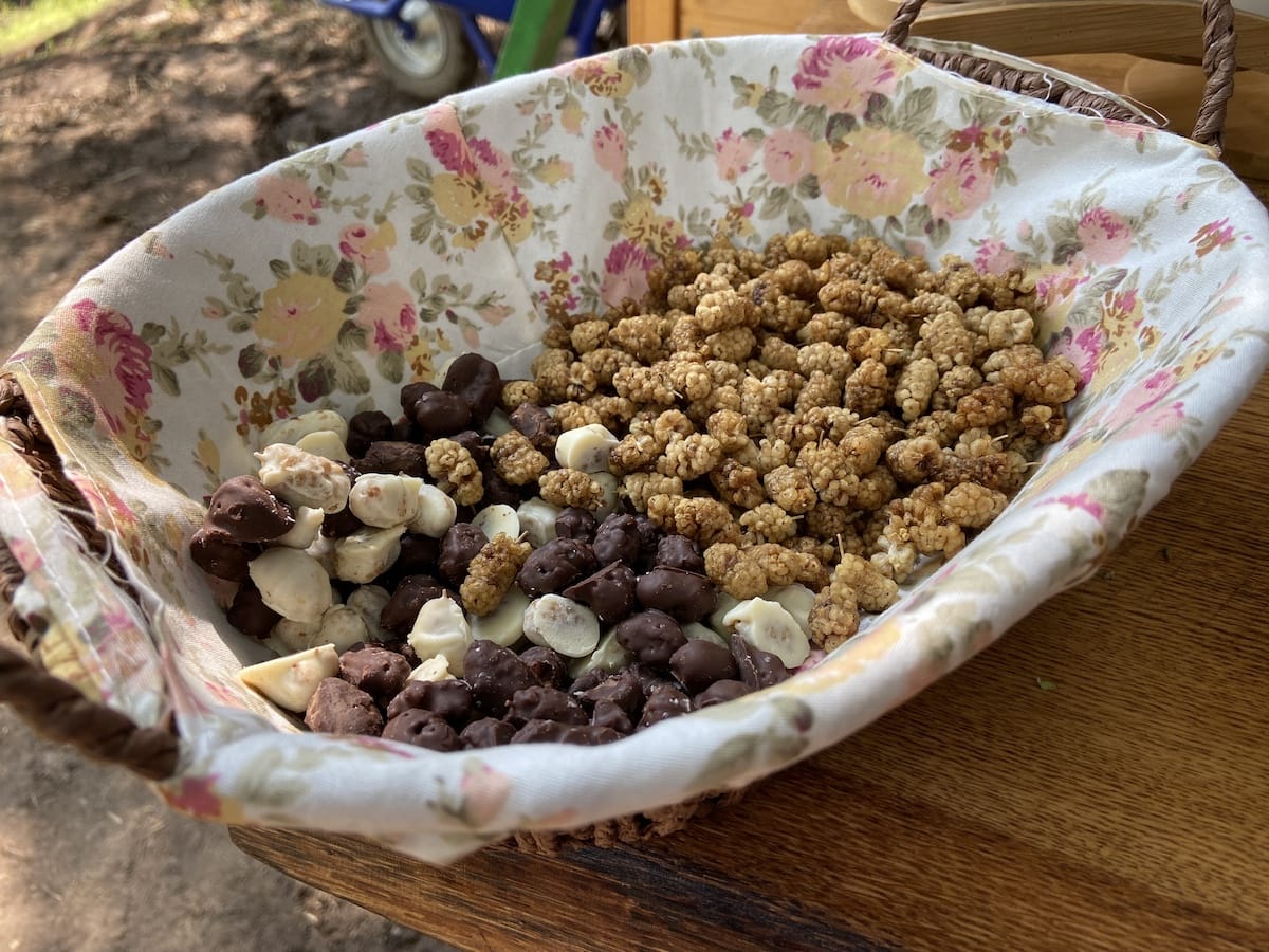 Dried mulberries (and some covered with chocolate)