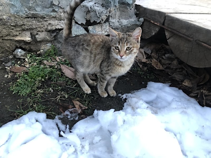 Visiting Dilijan in Winter