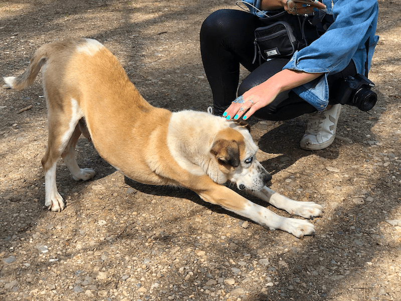 Lovely dog at Stepanavan Dendropark 