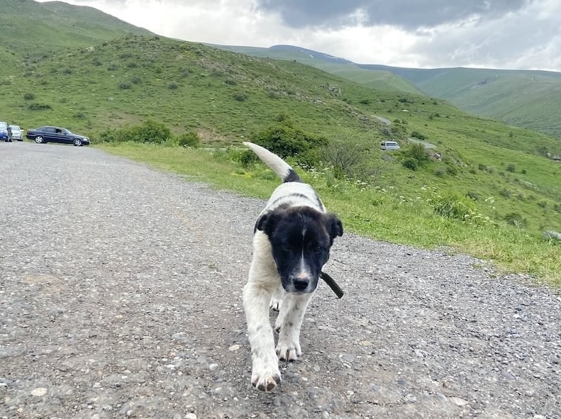 Cute Puppy in Amberd, Armenia