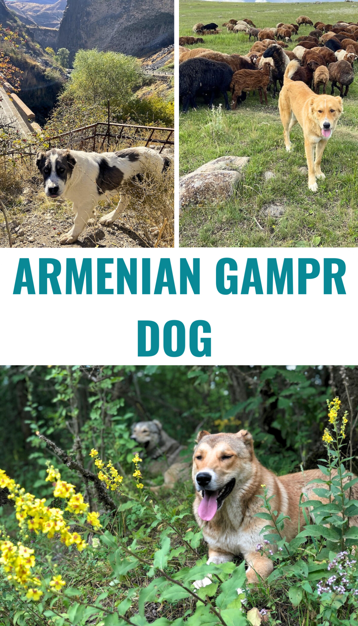 Meet the Armenian Gampr Dog: A Rare Breed from the Highlands