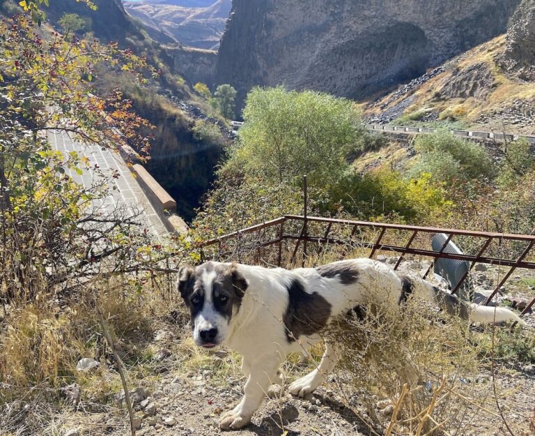 Meet the Armenian Gampr Dog: A Rare Breed from the Highlands