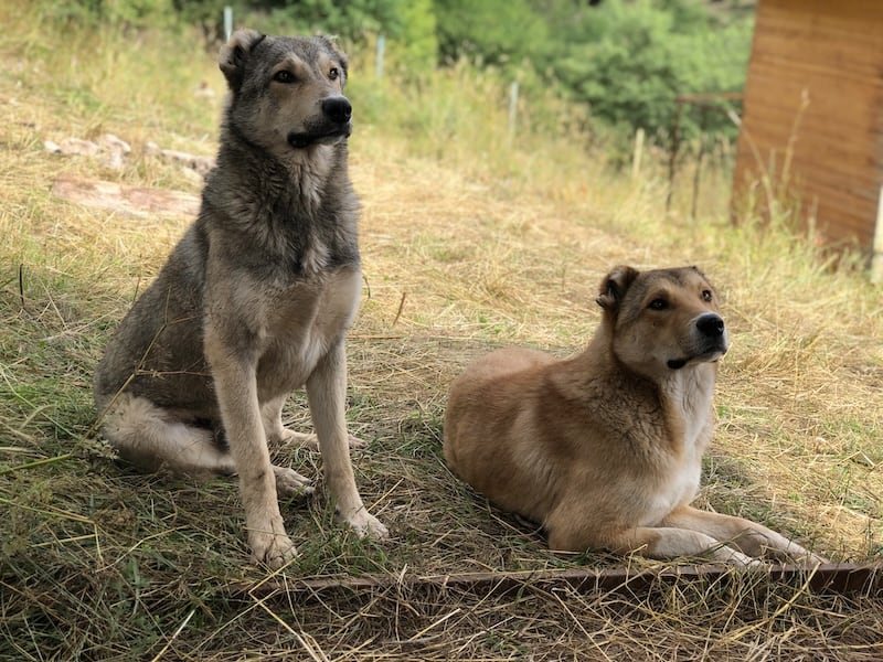 Armenian Gampr Dog 