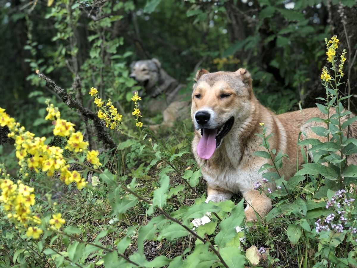 Armenian Gampr Dog 