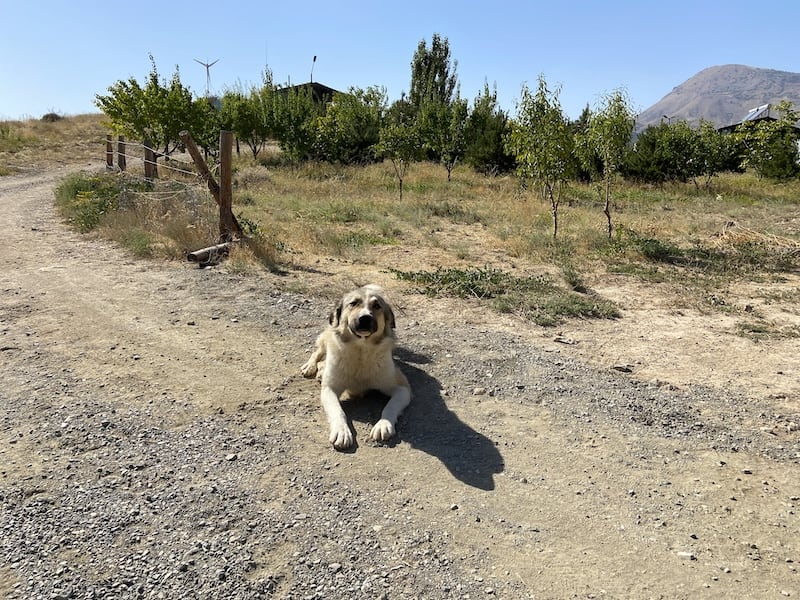 Armenian Gampr Dog 