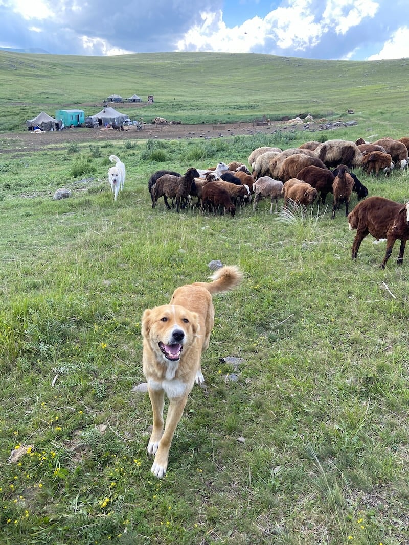 Armenian Gampr Dog