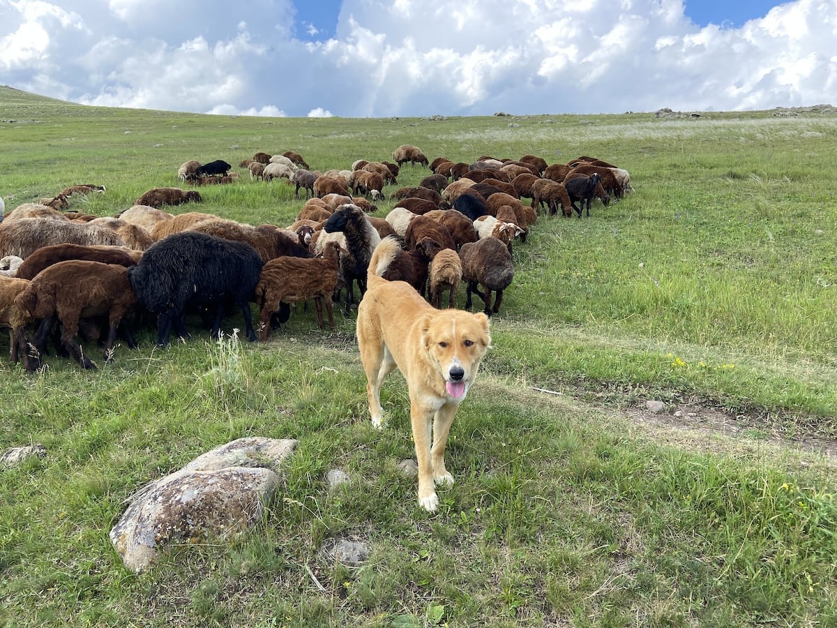 Armenian Gampr Dog 