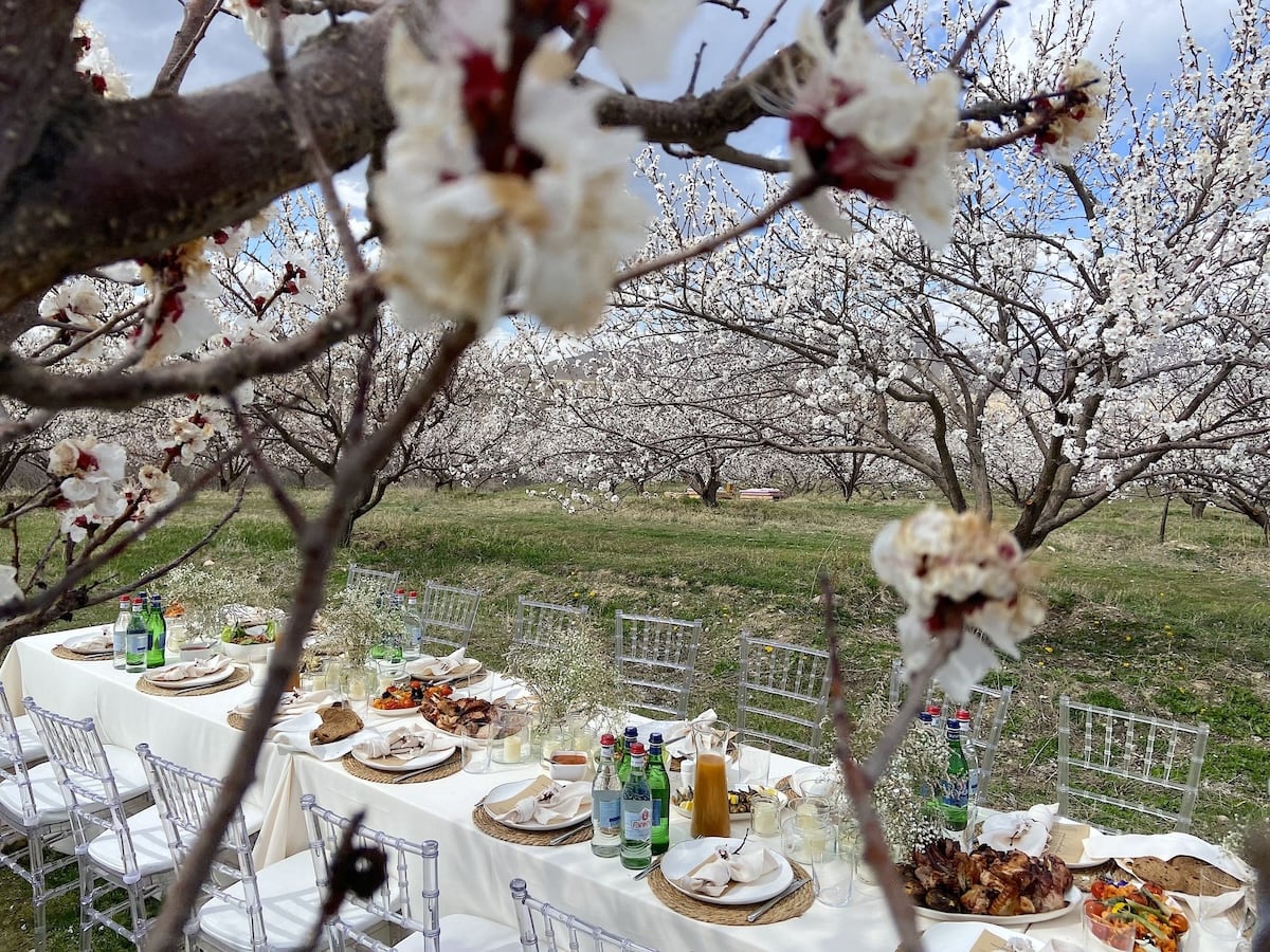 Long table outdoor surrounded with blossomed apricot trees 