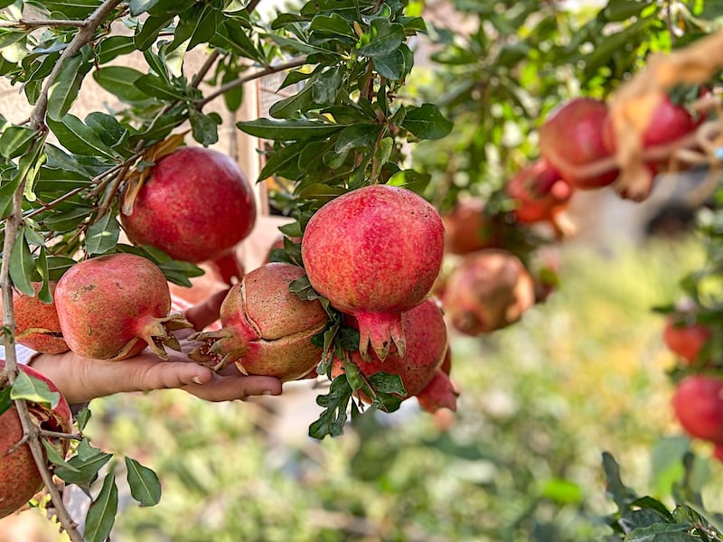 Pomegranate
