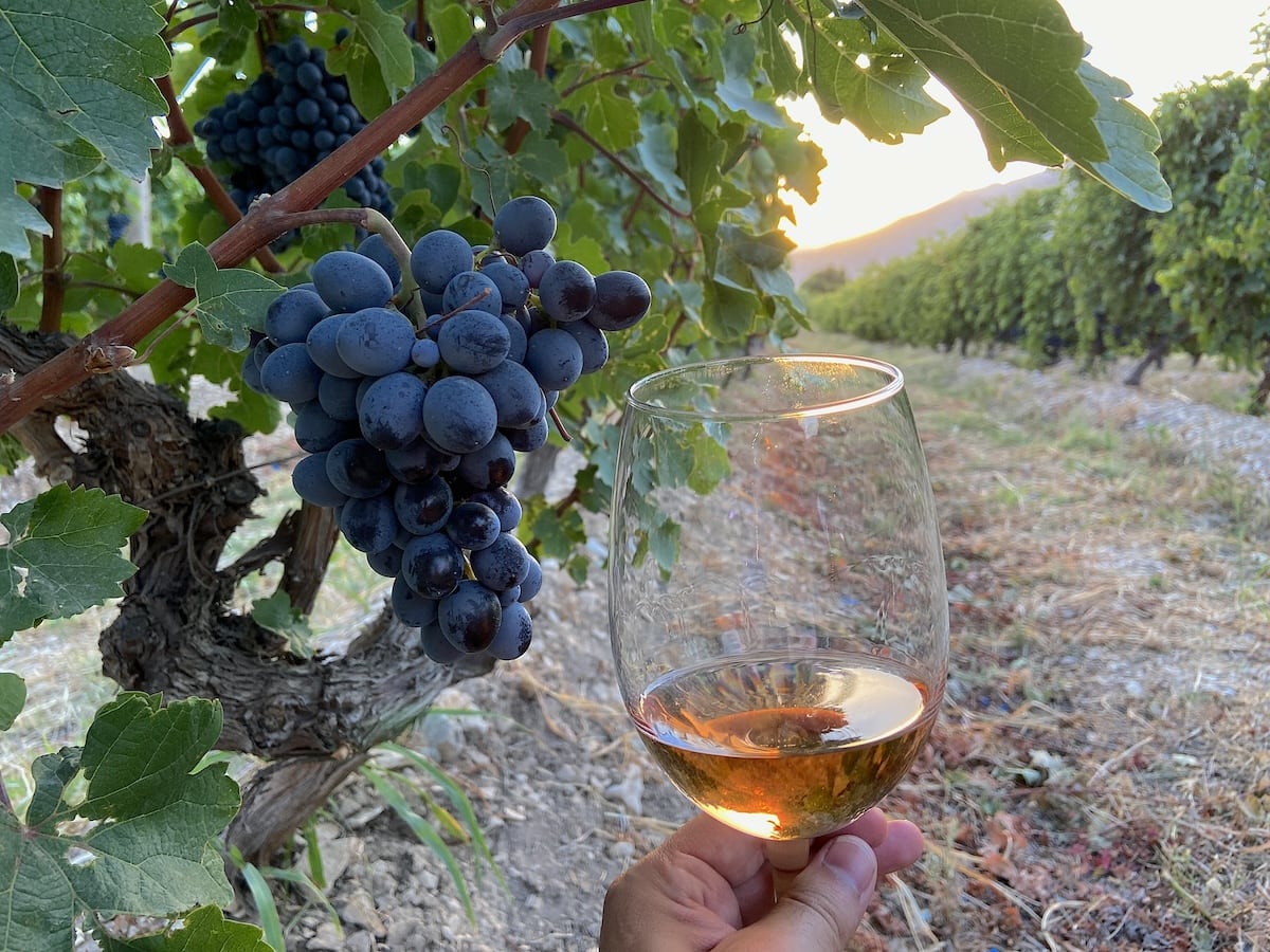 Areni Noir Grape